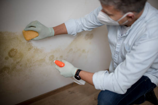 Mold Removal and Inspection in Alamosa, CO